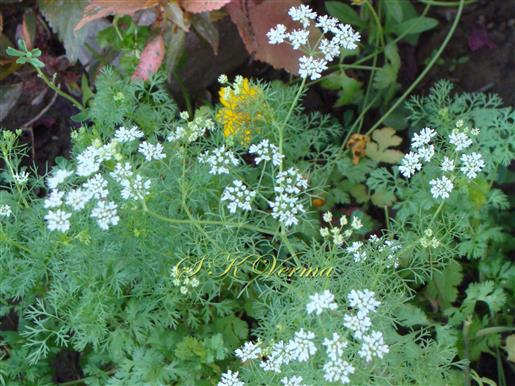  Inflorescences (Umbels)